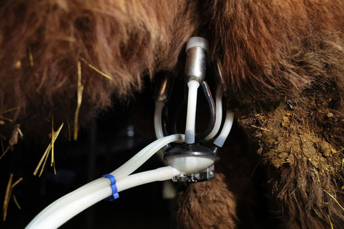 ubpress/image/2026/02/09/d5qumkilai30eod8/Монголын